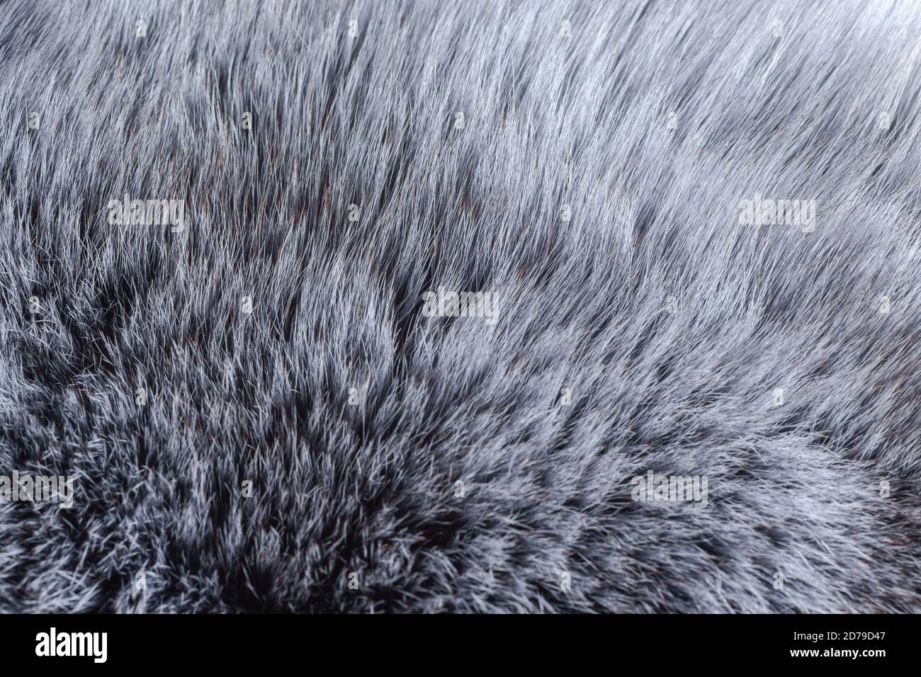 Graues Fell Nahaufnahme Stockfoto