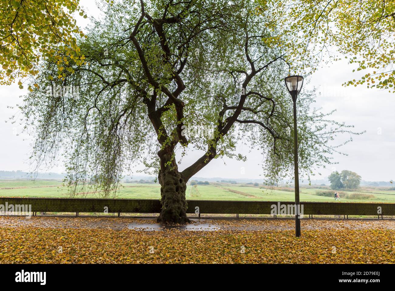 Alte Felskirsche (St. Lucie Kirsche, prunus mahaleb) inmitten hell orange Herbst Blatt fallen. Der hohle Baum ist eines der wenigen Exemplare in den Niederlanden Stockfoto
