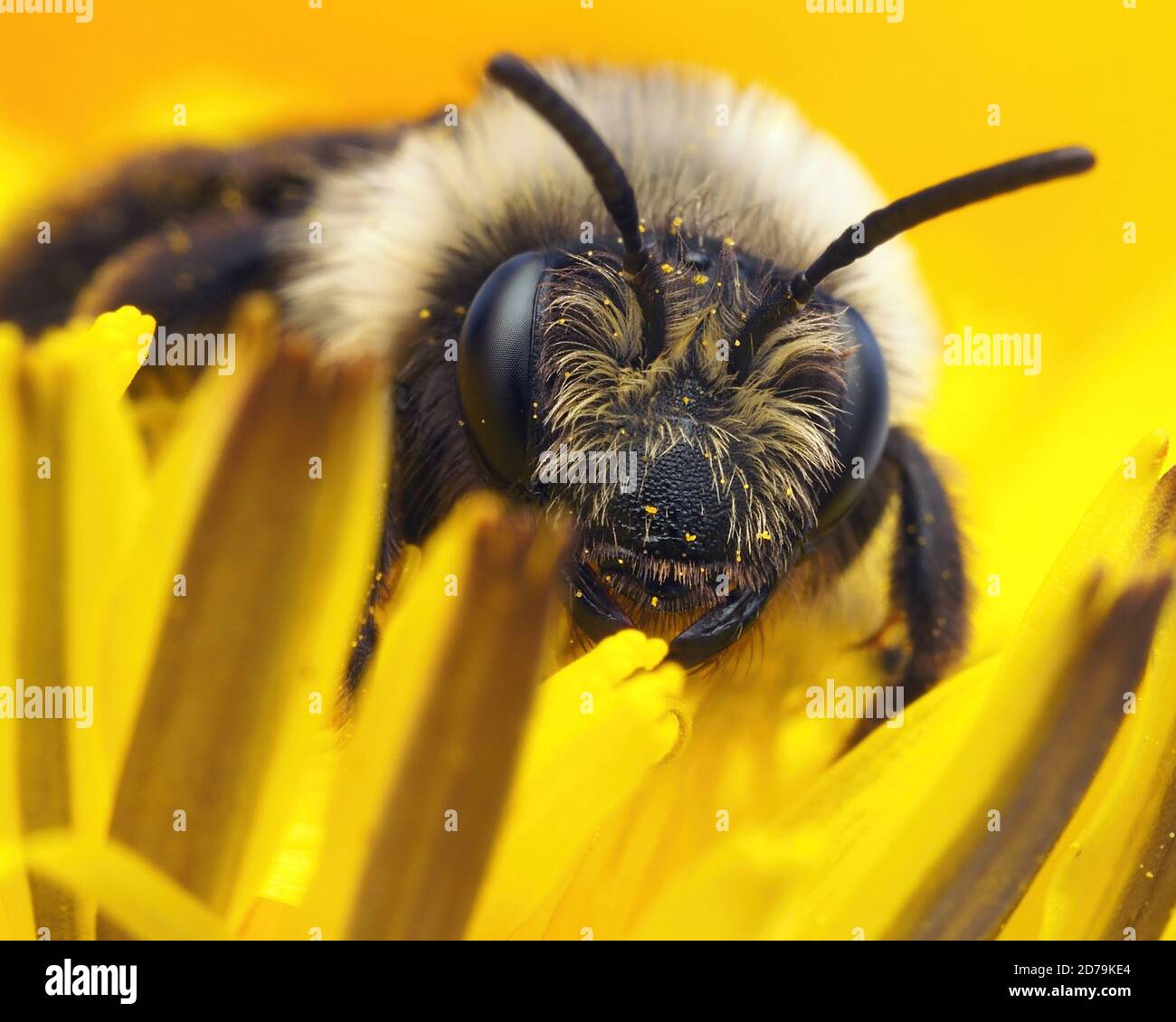 Nahaufnahme der Aschienenbienenweibin (Andrena cineraria) Auf Löwenzahn Stockfoto