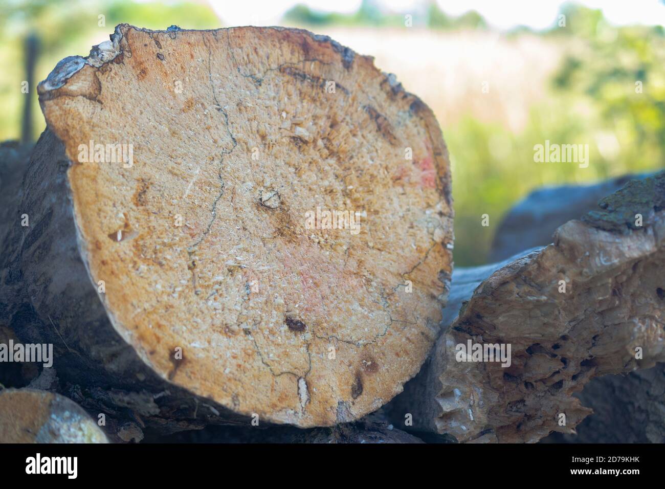 Frisch geschnitten log Stockfoto