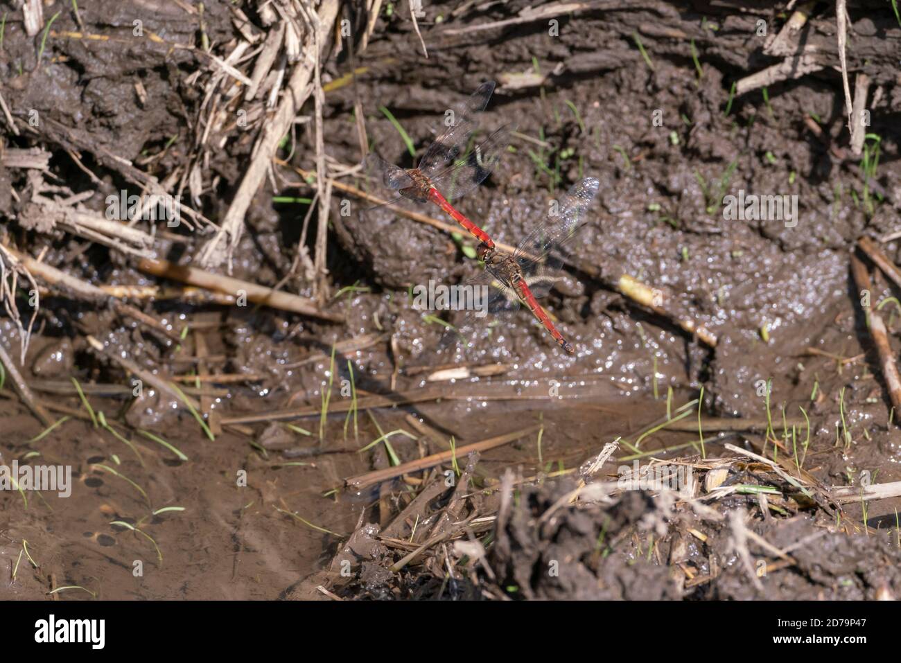 Laichen von Herbstscharre (Sympetrum frequens) auf Reisfeld nach der Ernte, Isehara Stadt, Kanagawa Präfektur, Japan Stockfoto