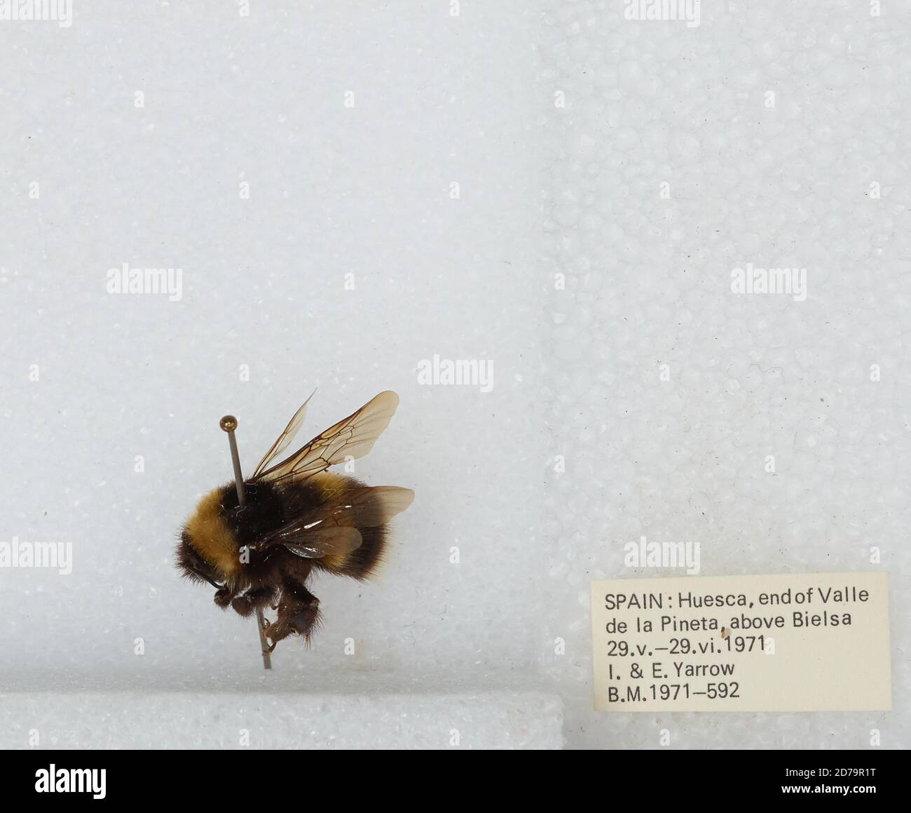 Ende des Valle de la Pineta, über Bielsa, Huesca, Aragon, Spanien, Bombus sp., Animalia, Arthropoda, Insecta, Hymenoptera, Apidae, Apinae Stockfoto