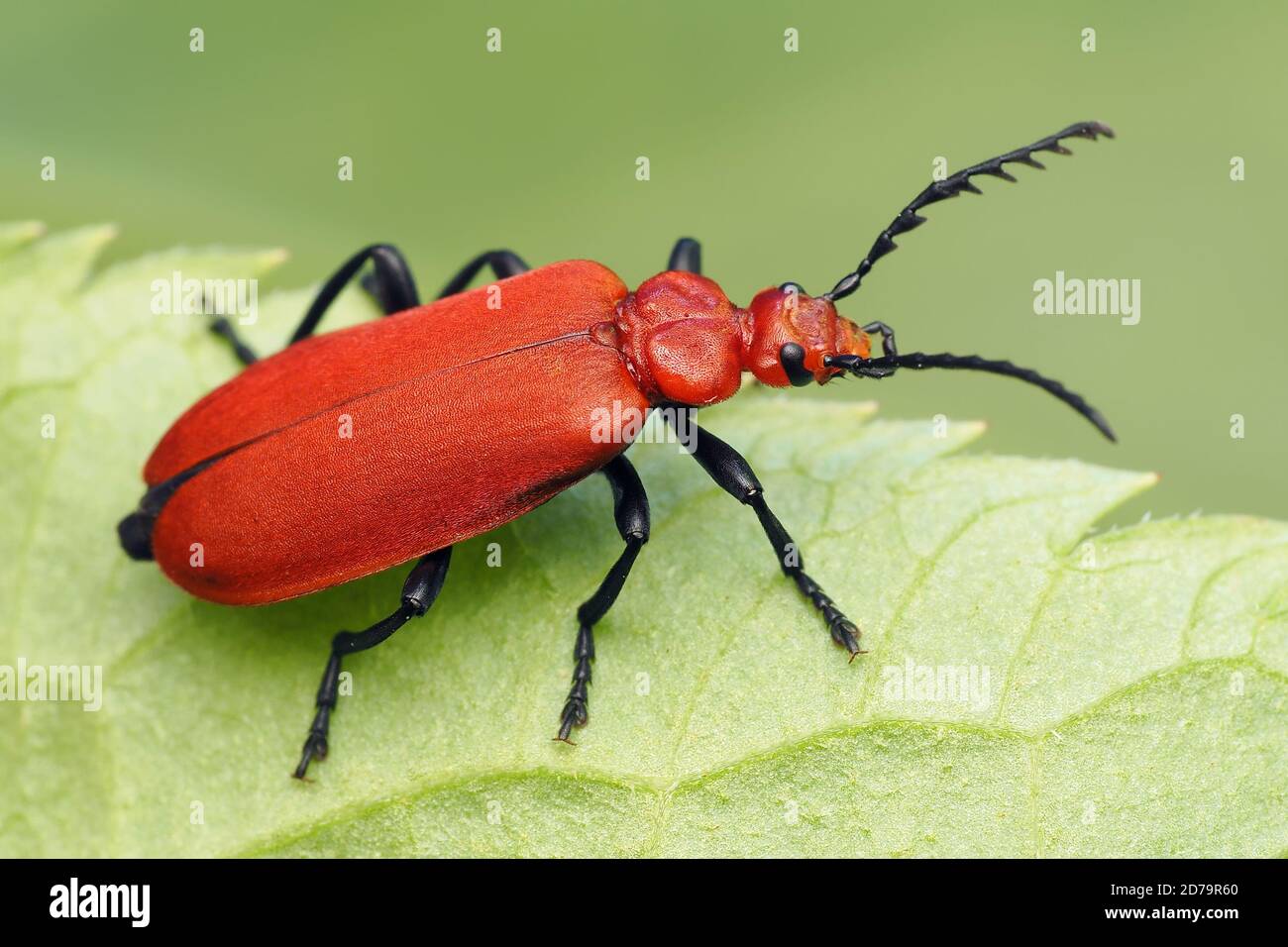 Rotkopfkäfer (Pyrochroa serraticornis) kriechend auf Pflanzenblatt Stockfoto