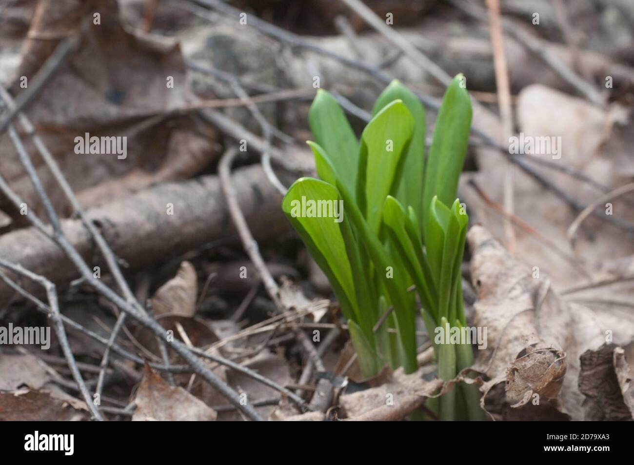 Allium ursinum junge Blätter in einem Frühlingswald Stockfoto