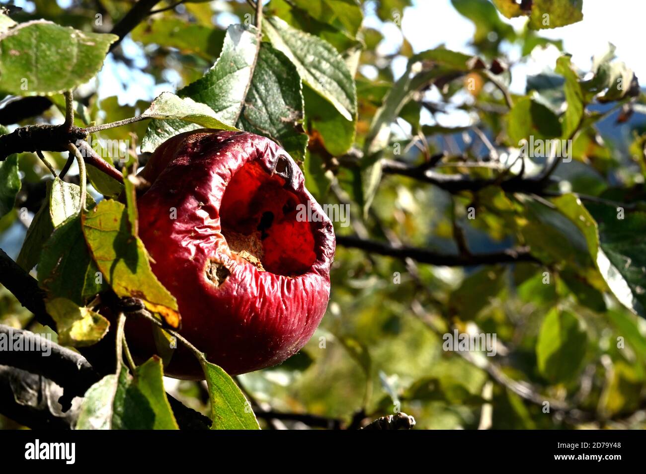 Die Früchte werden von den Vögeln vollständig gefressen Stockfoto