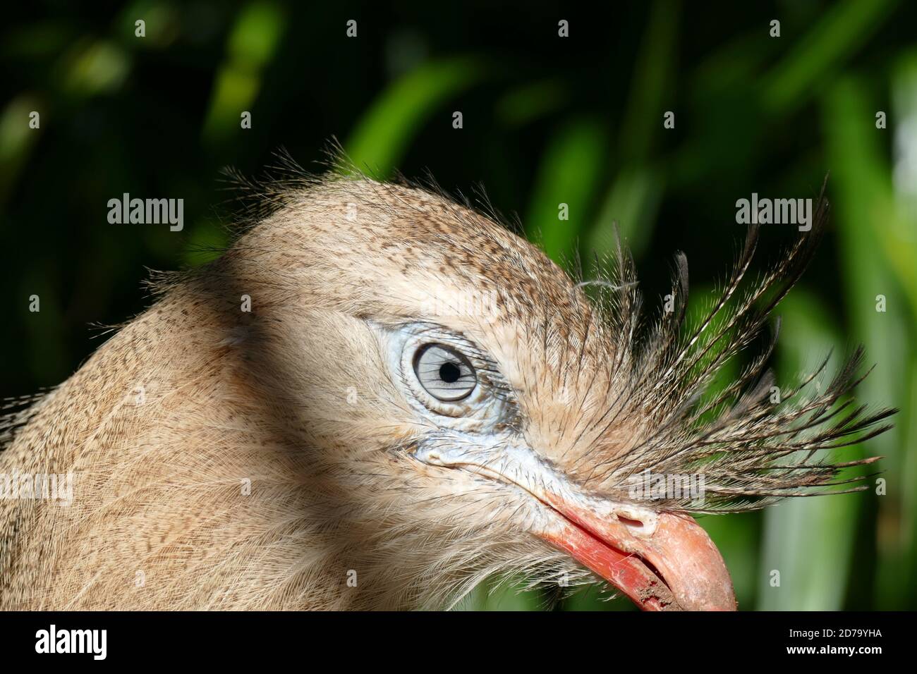 Roten Beinen Seriema Stockfoto