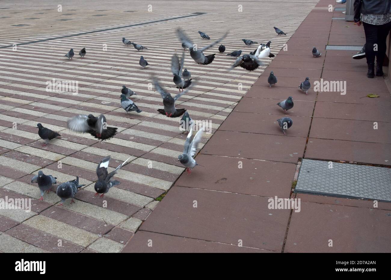 Tauben auf der Stadtpromenade in der Stadt Belfort, Frankreich. Sie warten auf Krümel von Leuten, die draußen essen. Stockfoto