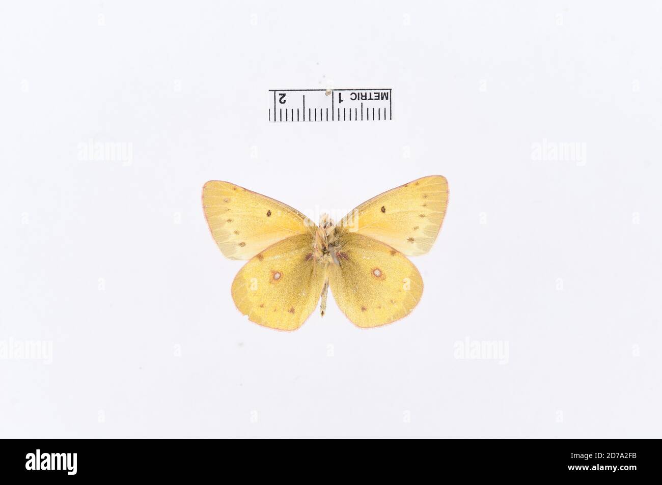 California, United States, Colias eurythema Boisduval, 1852, Animalia, Arthropoda, Insecta, Lepidoptera, Pieridae, Coliadinae Stockfoto