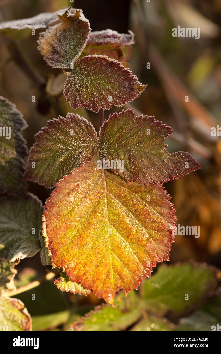 Von oben Nahaufnahme rot und gelb nass Herbst Blätter Hintergrund Stockfoto