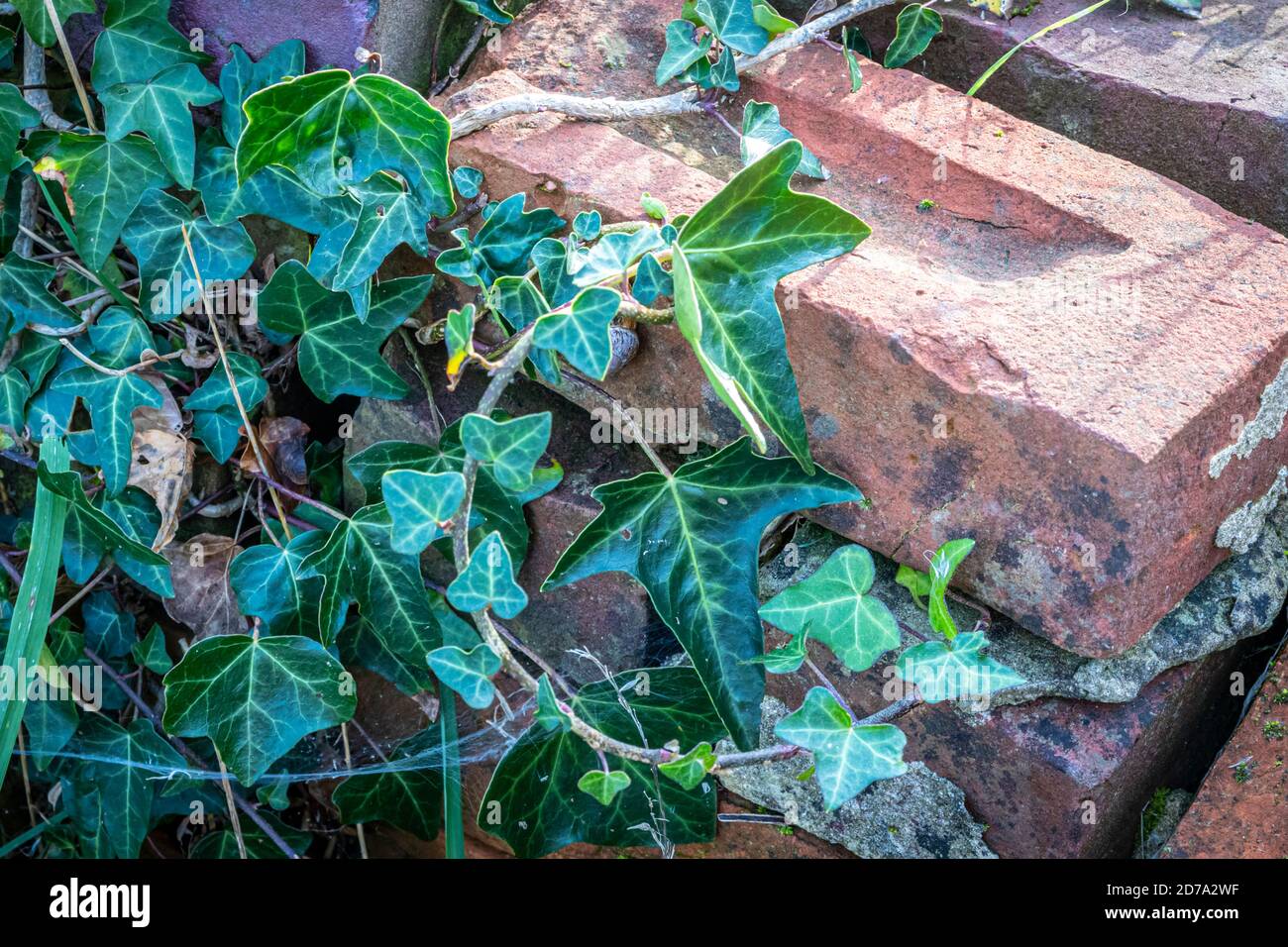 Ziegel und Efeu Stockfoto