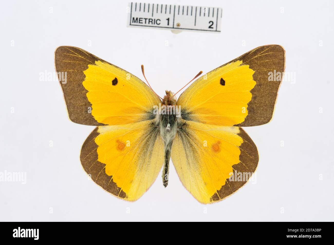 Pinned, Colias eurythema, Animalia, Arthropoda, Hexapoda, Insecta, Lepidoptera, Pieridae, Coliadinae Stockfoto