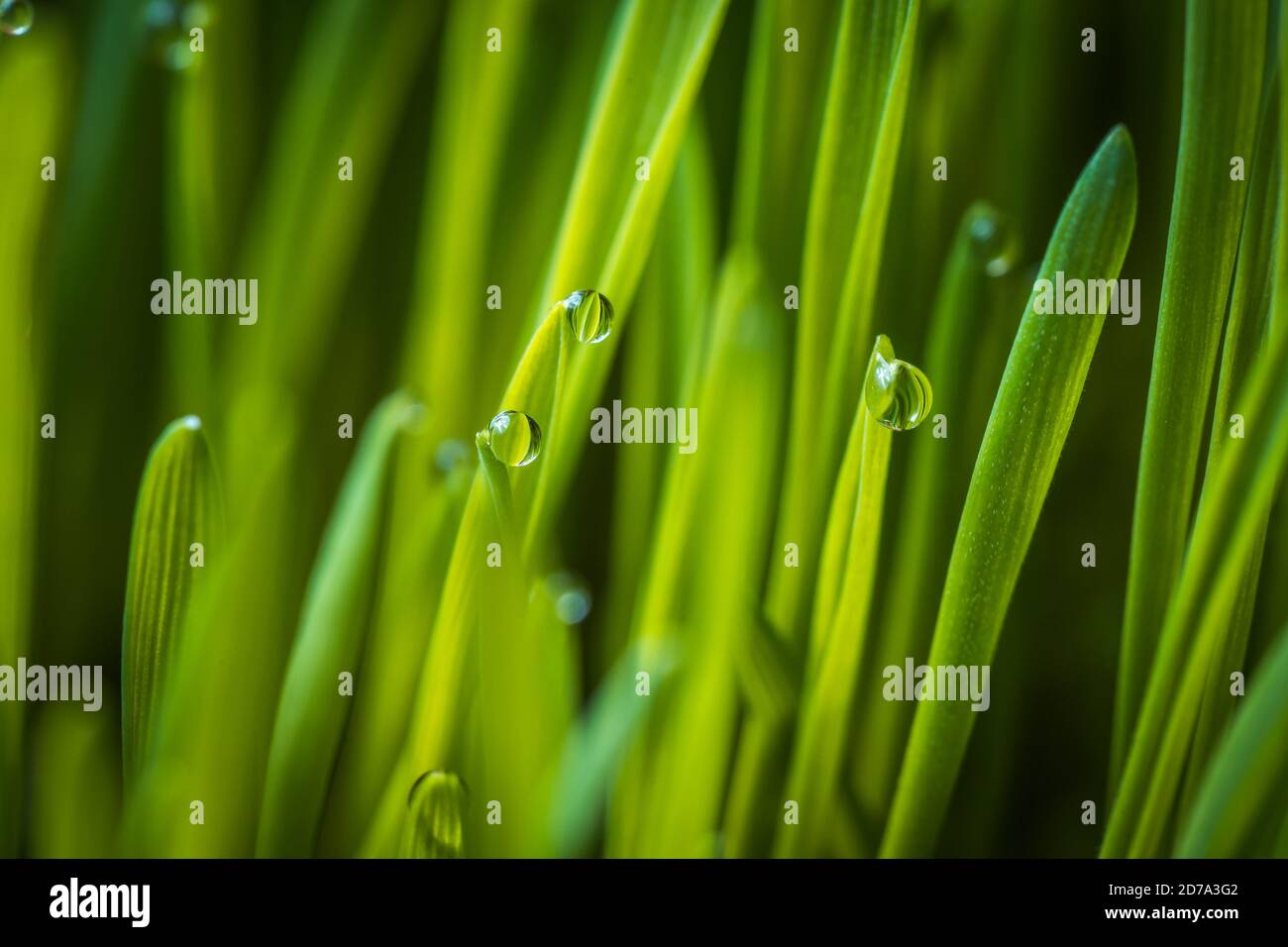 Frisches grünes Weizengras mit Tropfen Tau Makro Hintergrund Foto Stockfoto