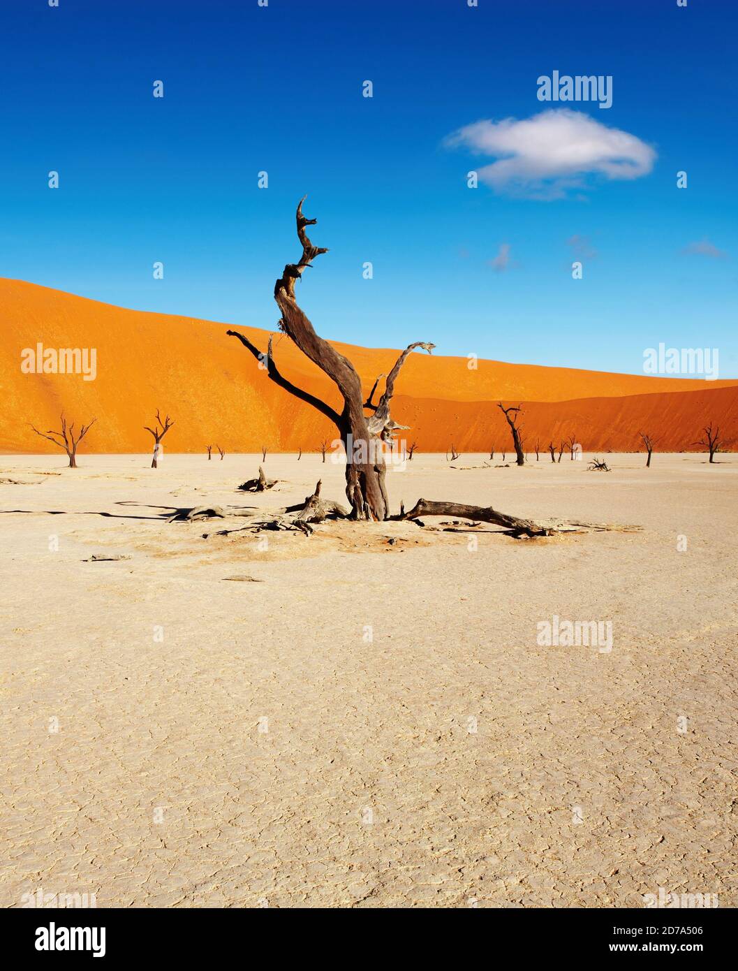 Tote Bäume in Dead Vlei - Sossusvlei, Namib, Namibia Stockfoto