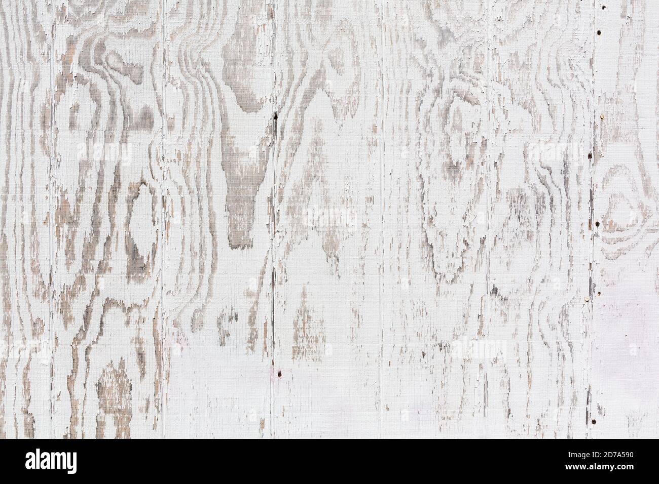 Nahansicht der Oberfläche einer Außenwand aus weiß lackiertem Sperrholz, die mit dem Wetter verblasst ist. Stockfoto