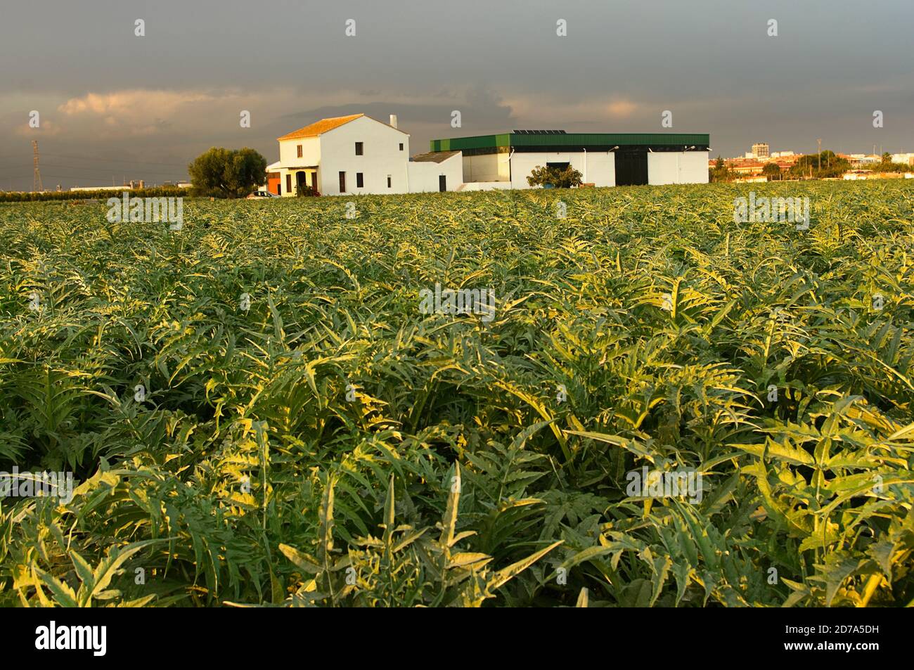 Gartendisteln in den Bereichen des ökologischen Landbaus. Stockfoto