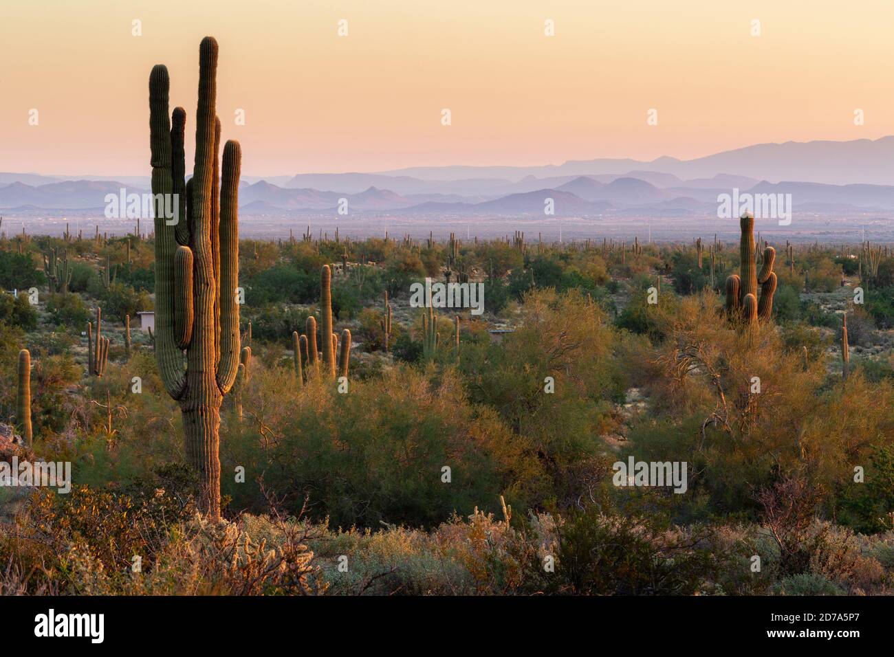 Saguaro-Kakteen, die über den palo verde-Bäumen und der Sonora-Wüstenvegetation in den White Tank Mountains ragen. White Tank Mountain Regional Park, Arizona Stockfoto