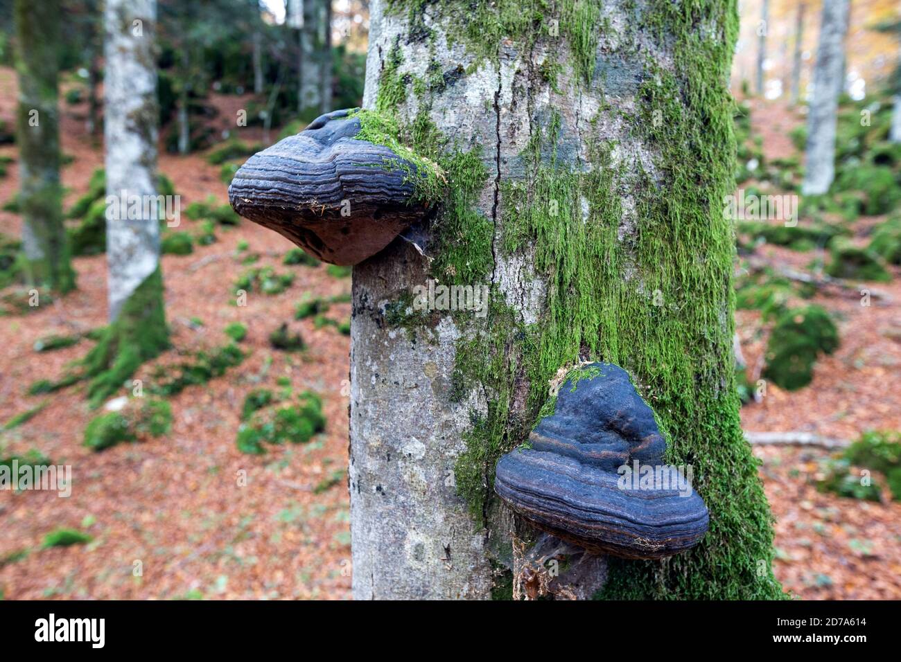 Pilzholz. Buchenstamm im Cansiglio-Hochplateau. Prealpi Venete. Venetien. Italien, Europa. Stockfoto