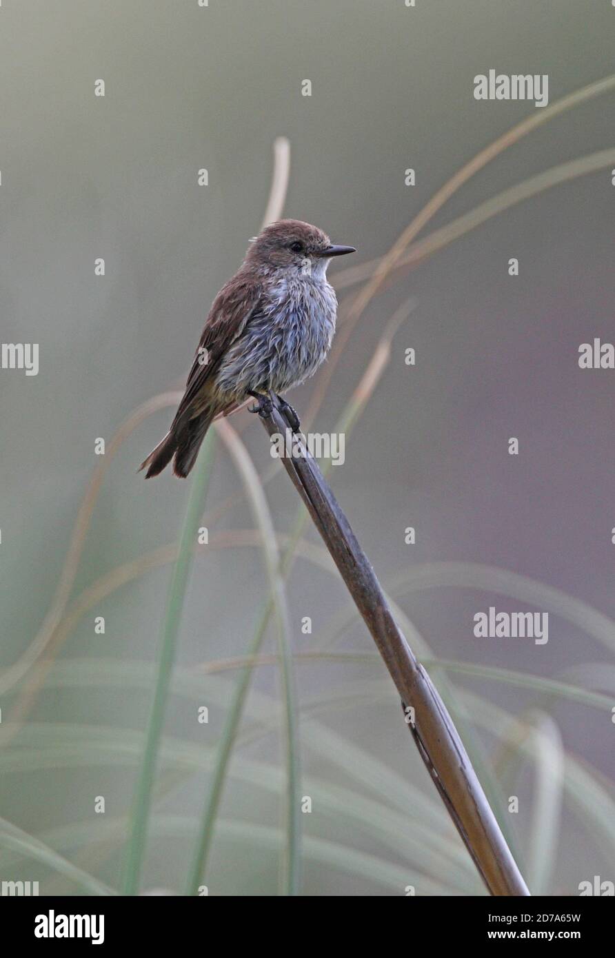 Zinnoberfischer (Pyrocephalus rubinus) Weibchen/Jungtiere auf totem Schilf, feucht nach Regen Punta Rasa, Argentinien Januar Stockfoto