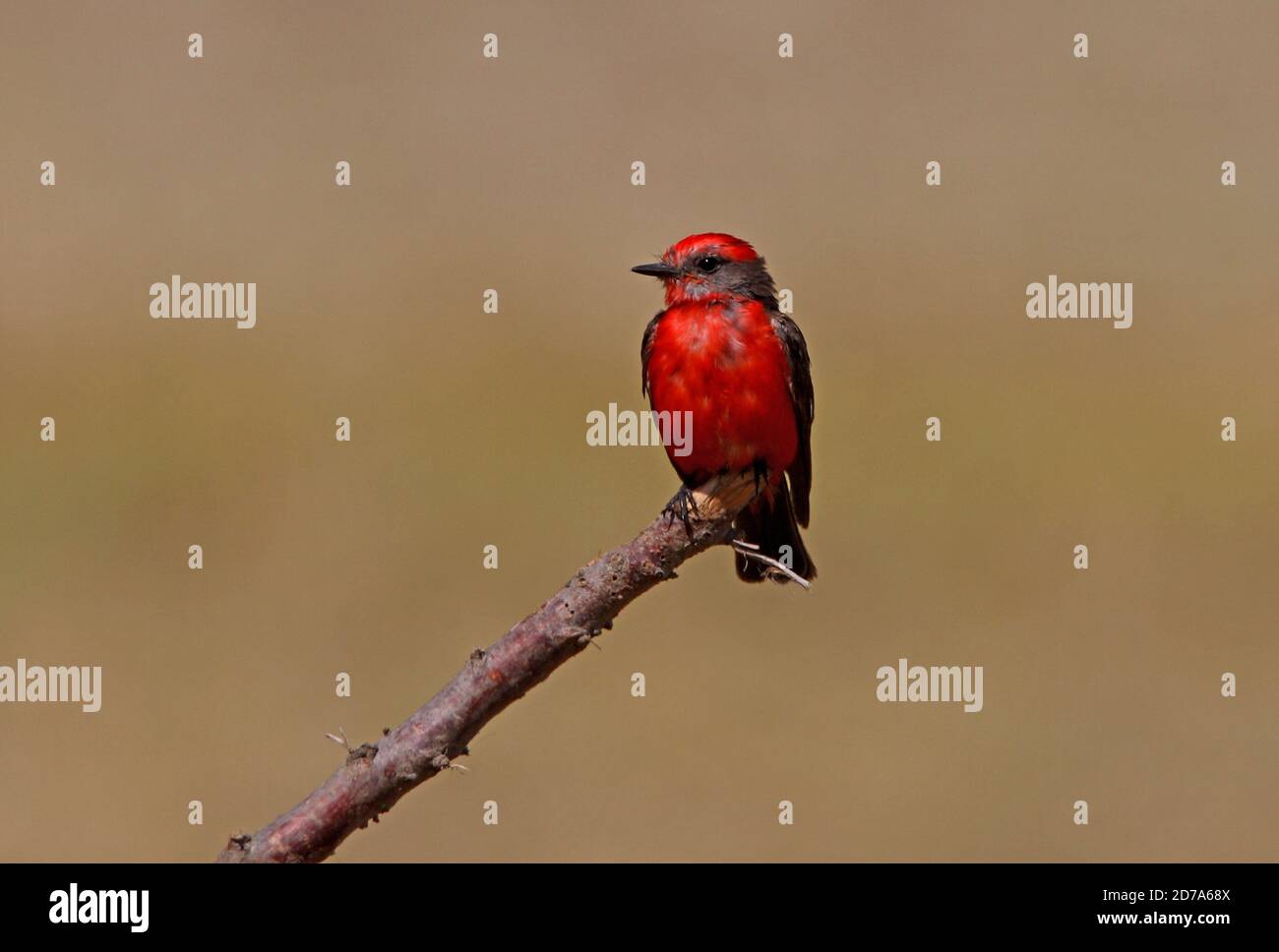 Vermilion Flycatcher (Pyrocephalus rubinus) Männchen auf toten Zweig Buenos Aires Provinz, Argentinien thront Januar Stockfoto