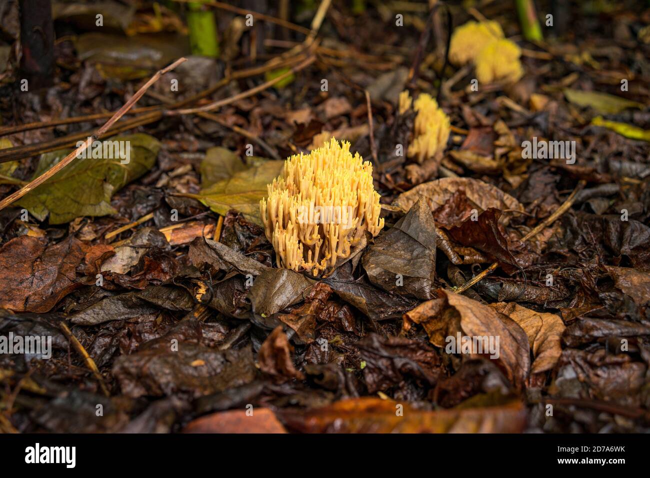 Nahaufnahme von streng verzweigtem Korallenpilz und herbstlichen schmutzigen Blättern auf Der Boden Stockfoto