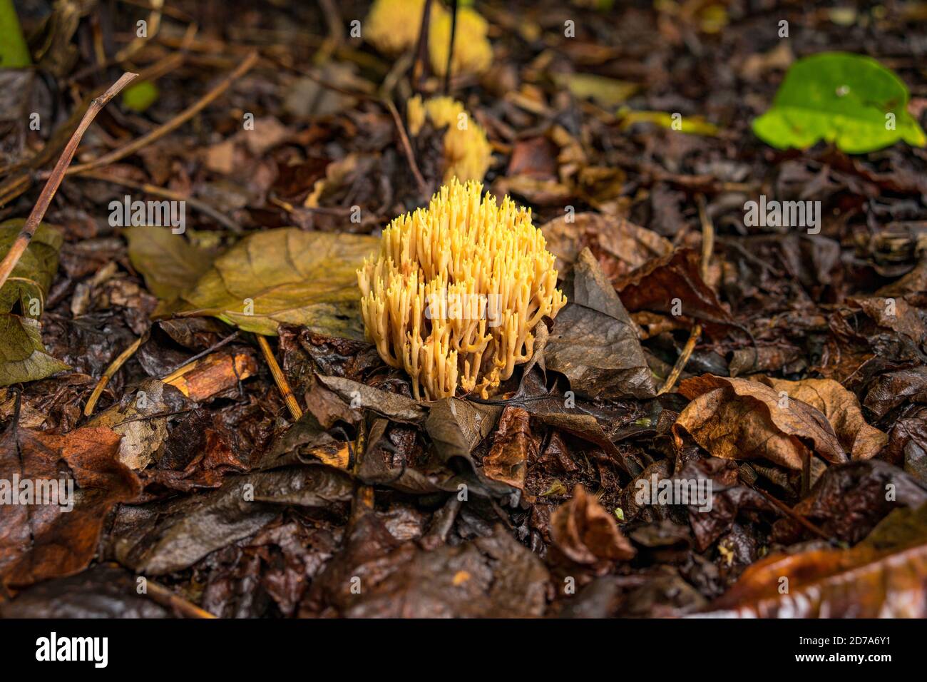 Nahaufnahme von streng verzweigtem Korallenpilz und herbstlichen schmutzigen Blättern auf Der Boden Stockfoto