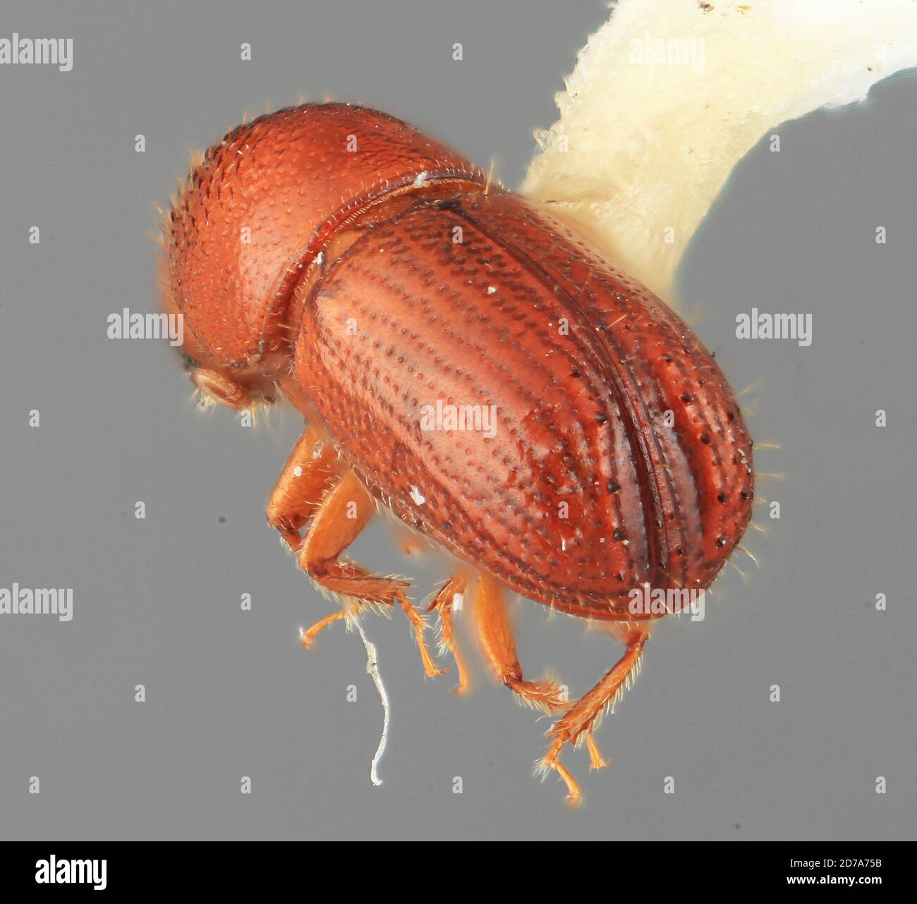 Phelloterus tersus holz Fotos und Bildmaterial in hoher Auflösung Alamy