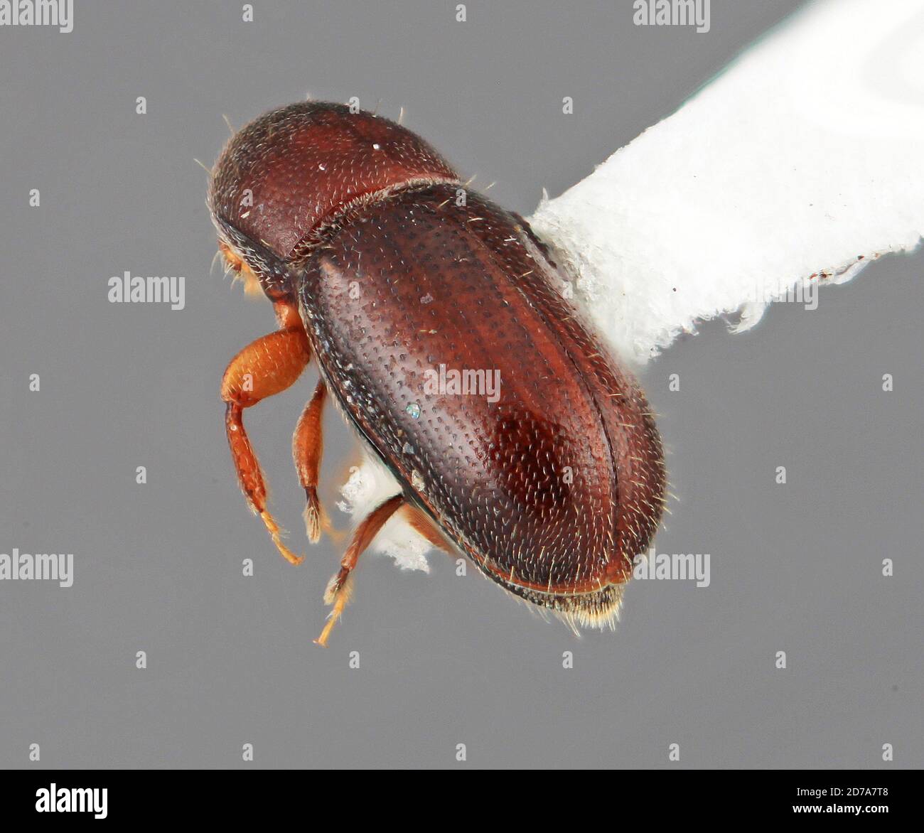 Scolytodes ficicolens holz Fotos und Bildmaterial in hoher Auflösung