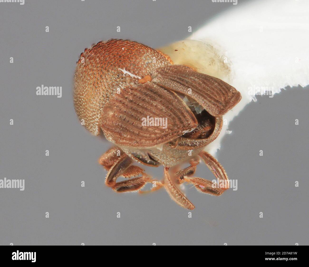 Pinned, 40 km. N.E. Polonnaruwa, Sri Lanka, Scolytomimus rectus Wood