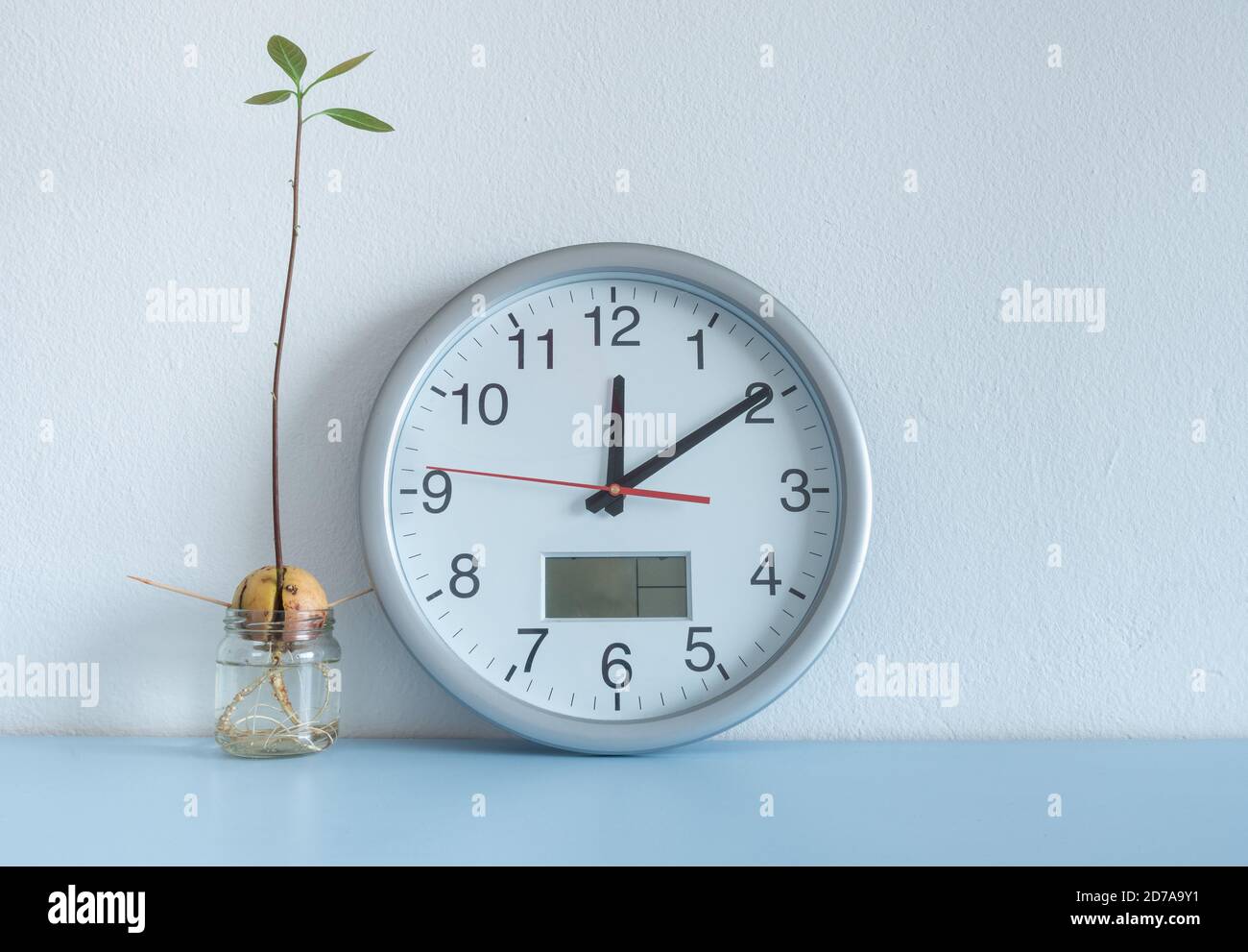 Bild zeigt Uhr und Avocado Samen/Stein wachsen in Wasser auf Home Regal. Stockfoto