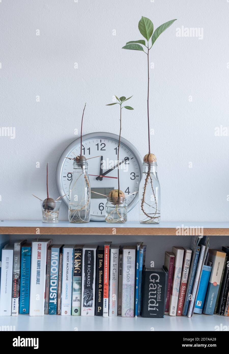 Bild zeigt Uhr und Avocado Samen/Stein wachsen in Wasser auf Home Regal. Nachhaltiges Wohnen, nachhaltiges Lifestyle-Konzept Stockfoto