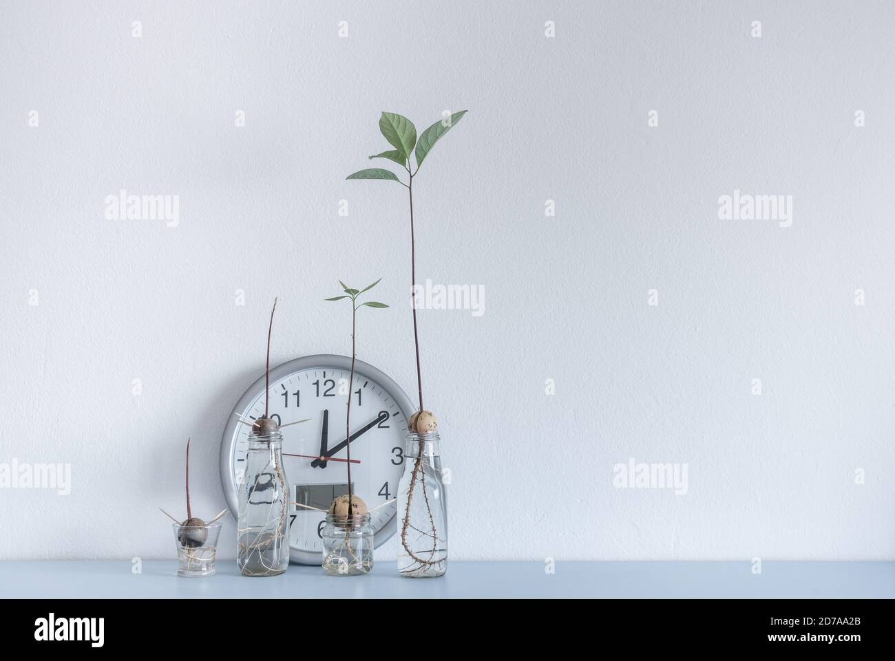 Bild zeigt Uhr und Avocado Samen/Stein wachsen in Wasser auf Home Regal. Stockfoto
