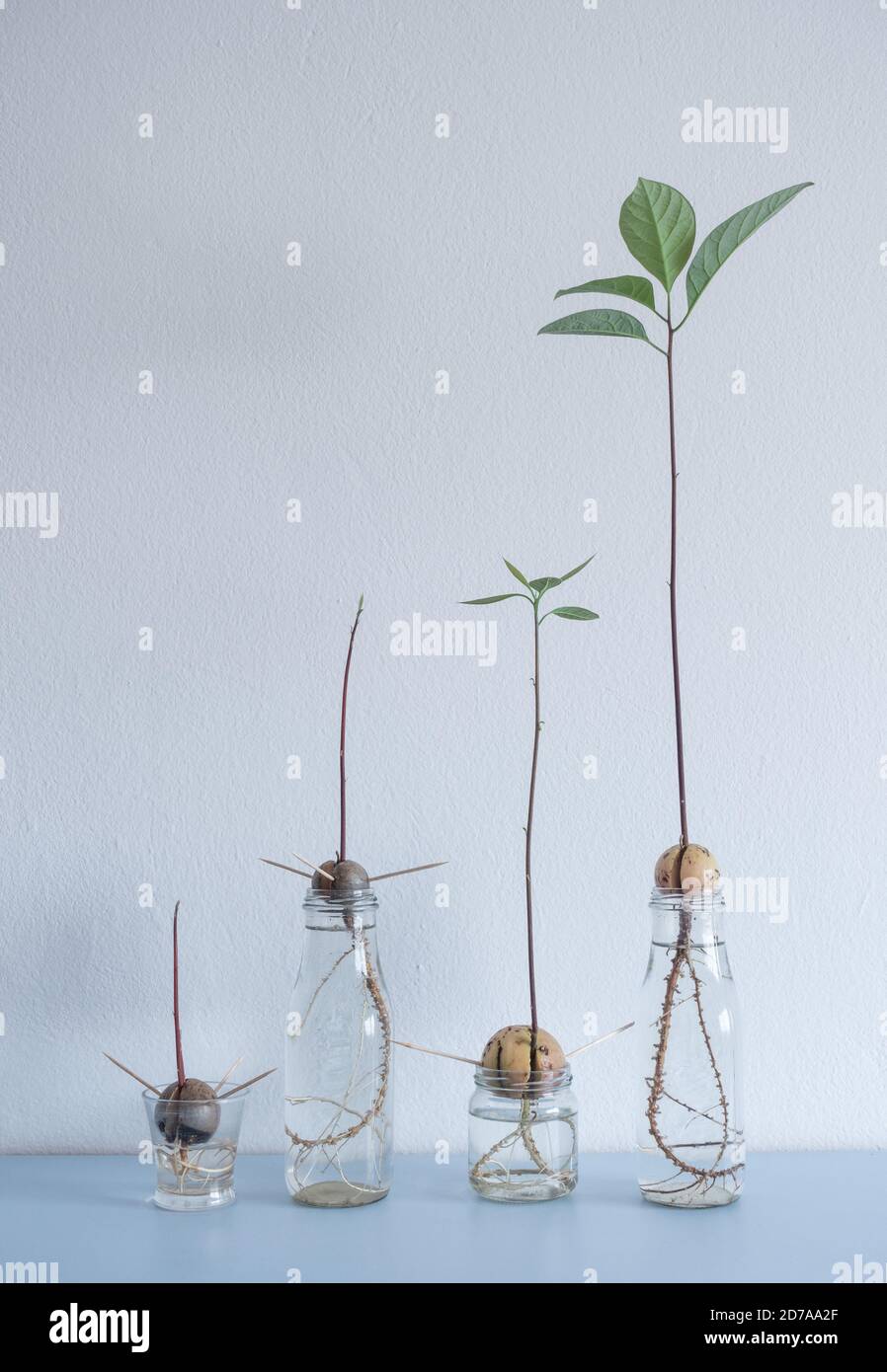 Bild zeigt verschiedene Stufen von Avocado Samen/Steinen, die im Wasser auf dem Heimregal wachsen. Stockfoto
