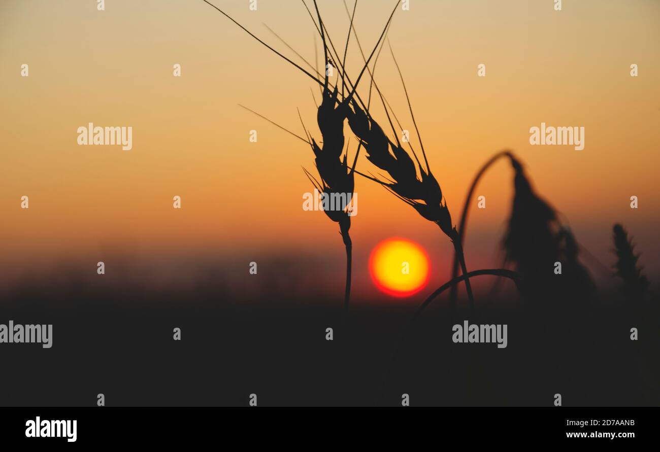Silhouette von Weizenohren auf einem Hintergrund des Sonnenuntergangs Himmel Und untergehende Sonne Stockfoto