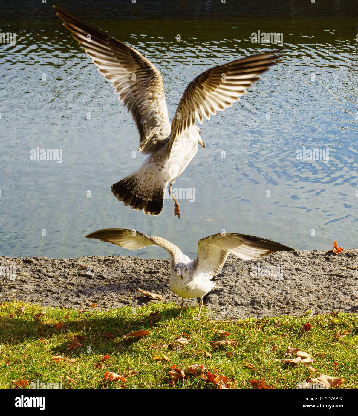 Flügel der Möwen natürliches Leben Witlife Tierreich Möwen fliegen Stockfoto