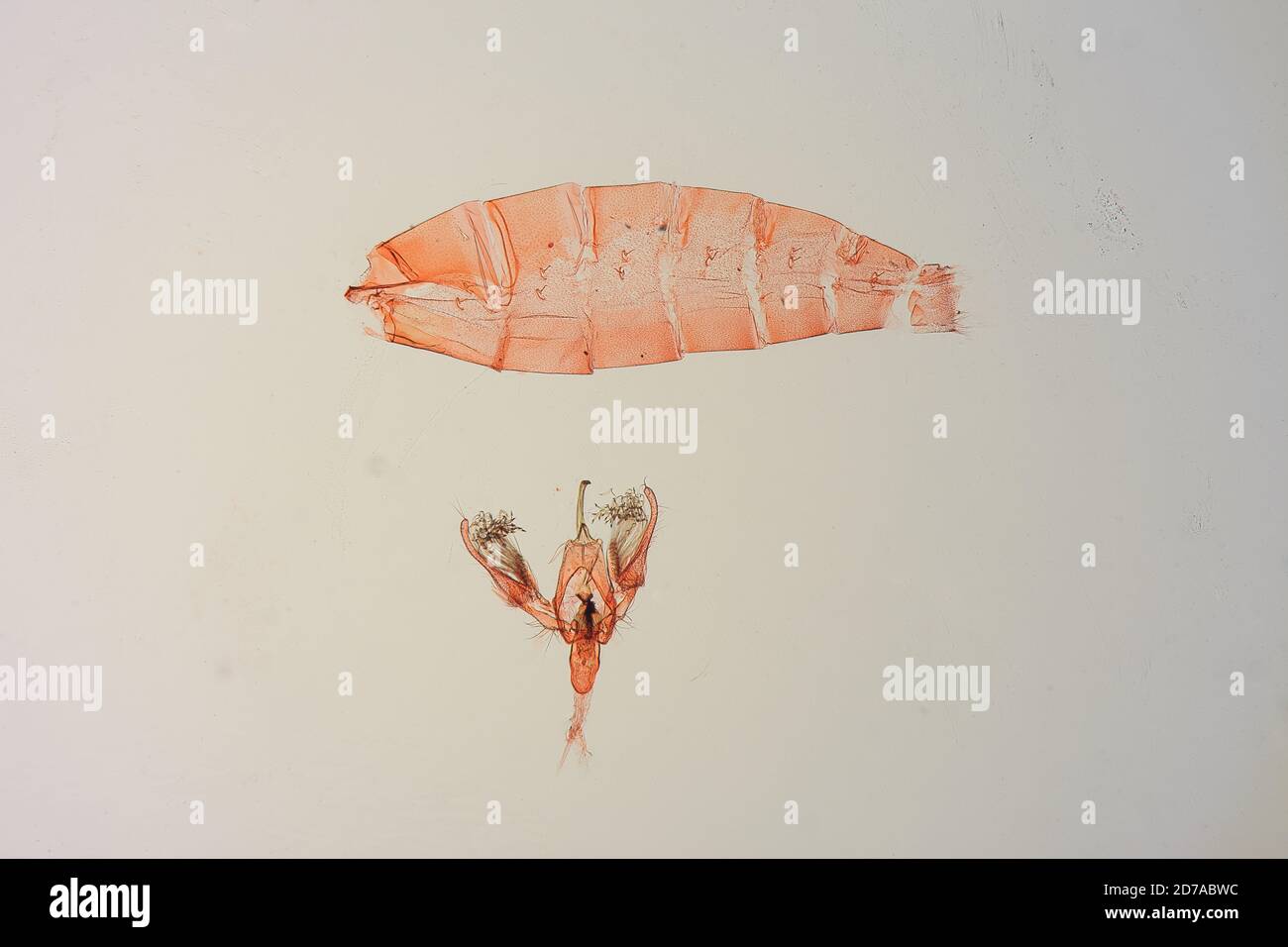 Pinned, Trinidad River, Panama, Stenoma basilaris Busck, 1914, Animalia