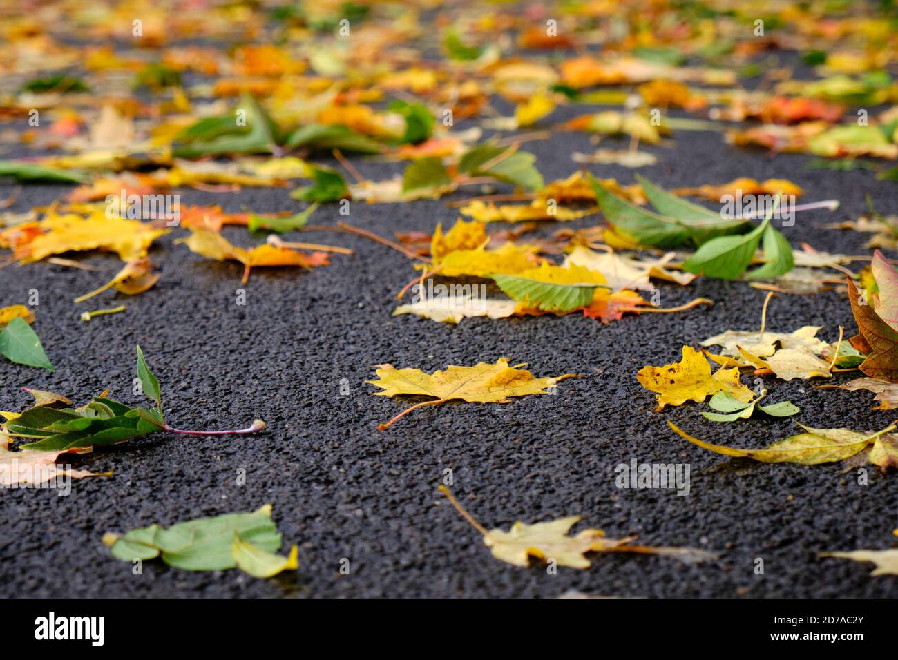 Blätter auf dem Boden gefallen im Herbst ruht auf nassen Gehweg Stockfoto