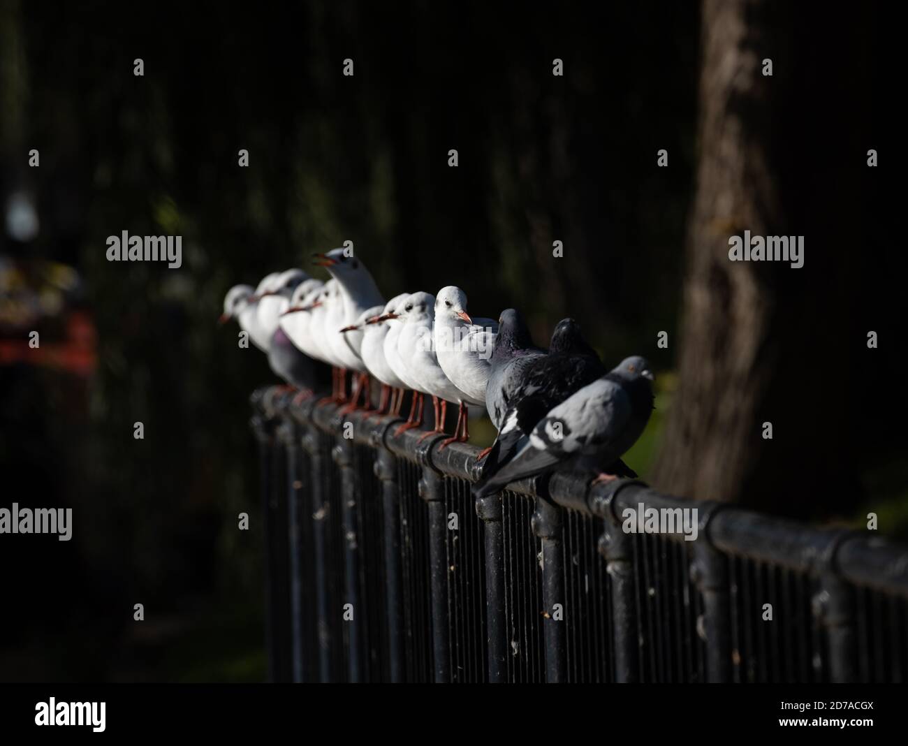 Tauben sitzen in einer Linie vor dunklem Hintergrund Stockfoto