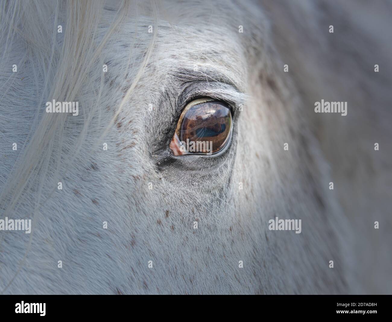 Helles Pferdeauge mit grauem Hintergrund Stockfoto