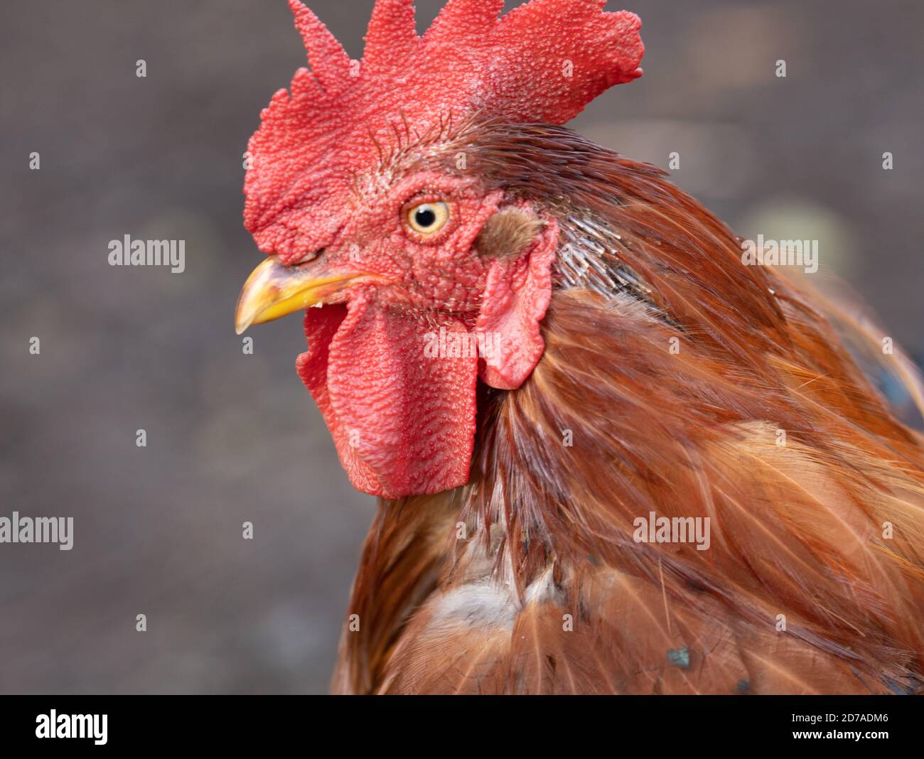 Nahaufnahme eines Hühnerkopfes mit rotem Wattle und Kamm Stockfoto