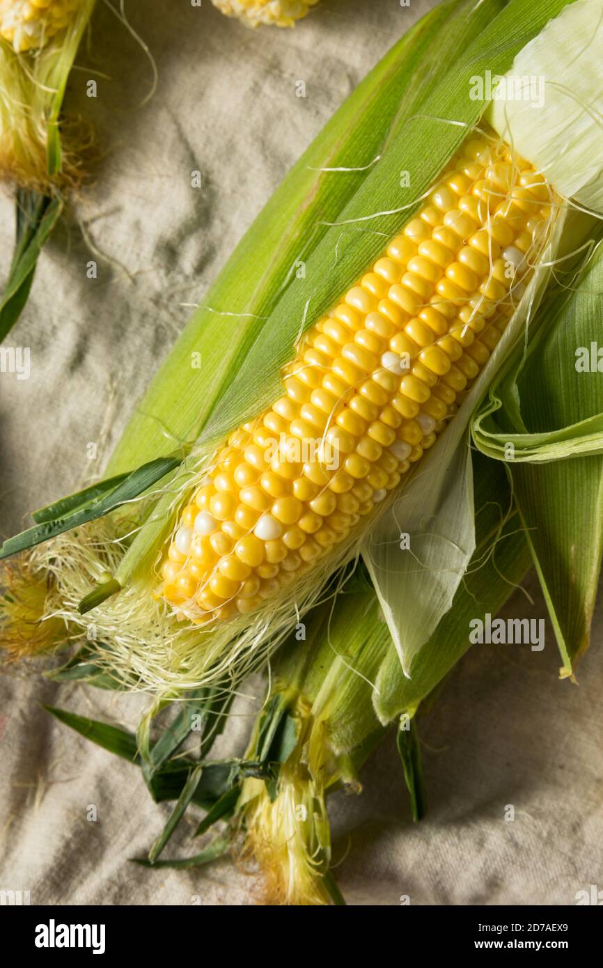 RAW Bio Sweet Corn auf dem Cob bereit zum Kochen Stockfoto
