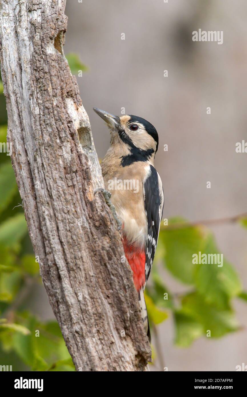 Buntspecht (Dendrocopos major) am toten Baumstamm Stockfoto