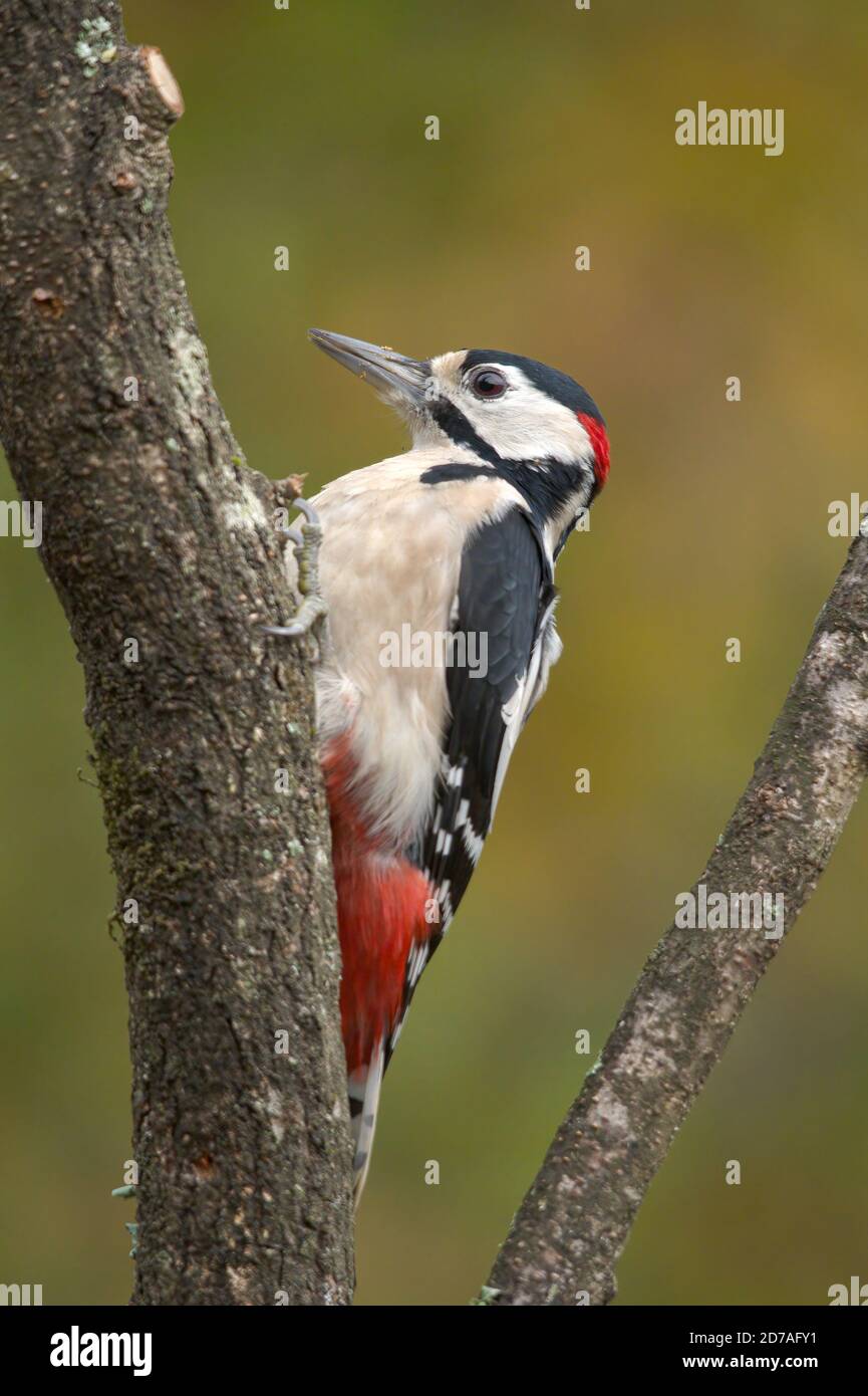 Buntspecht (Dendrocopos major) auf Baumstamm Stockfoto