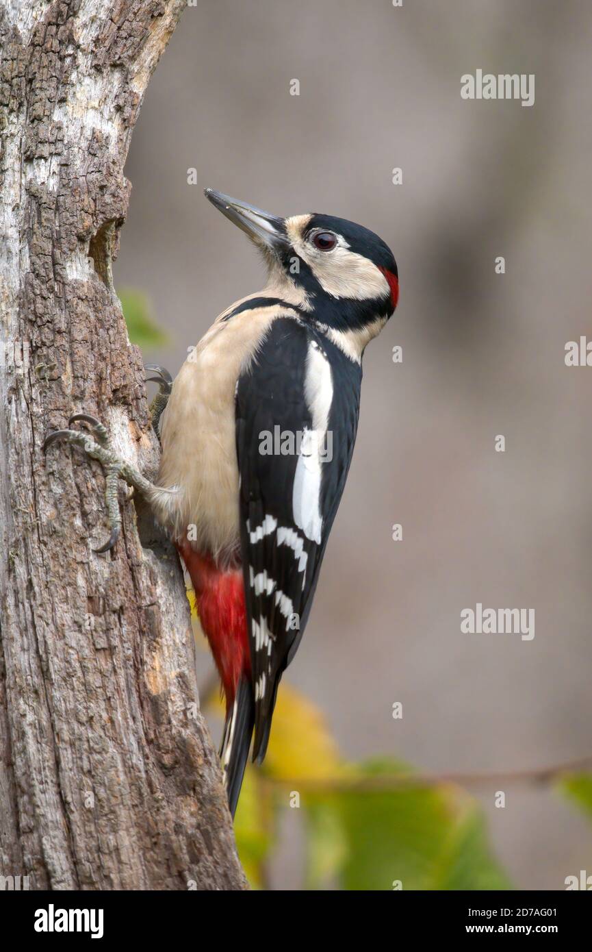 Buntspecht (Dendrocopos major) am toten Baumstamm Stockfoto