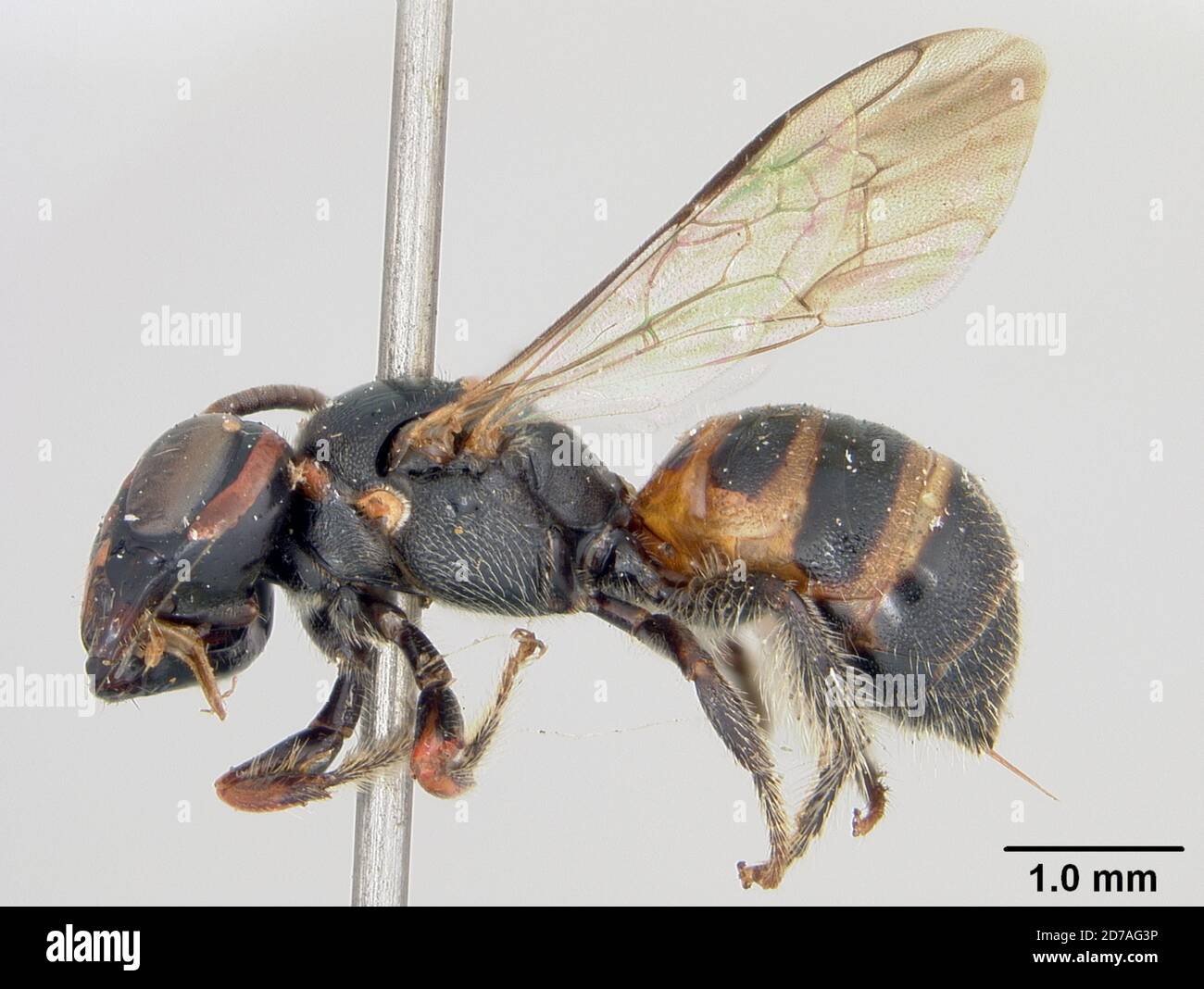 Pinned, P. Princesa, Palawan, Palawan, Philippines, Ceratina