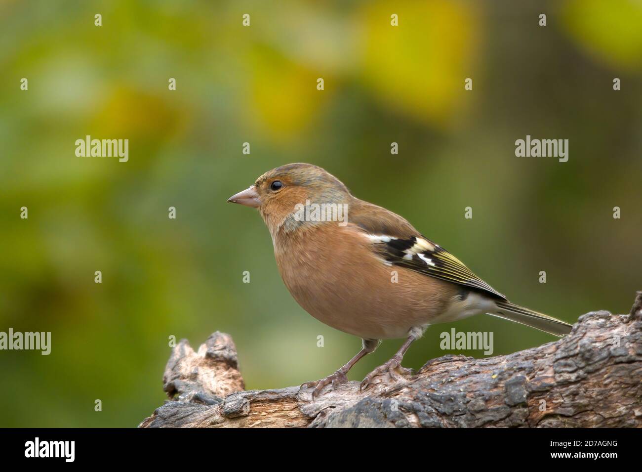 Buchfink (Fringilla coelebs) Männchen, UK Stockfoto