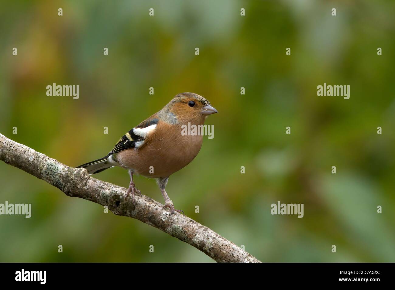 Buchfink (Fringilla coelebs) Männchen, UK Stockfoto
