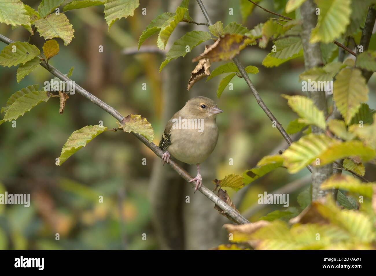 Buchfink (Fringilla coelebs) Weibchen, UK Stockfoto