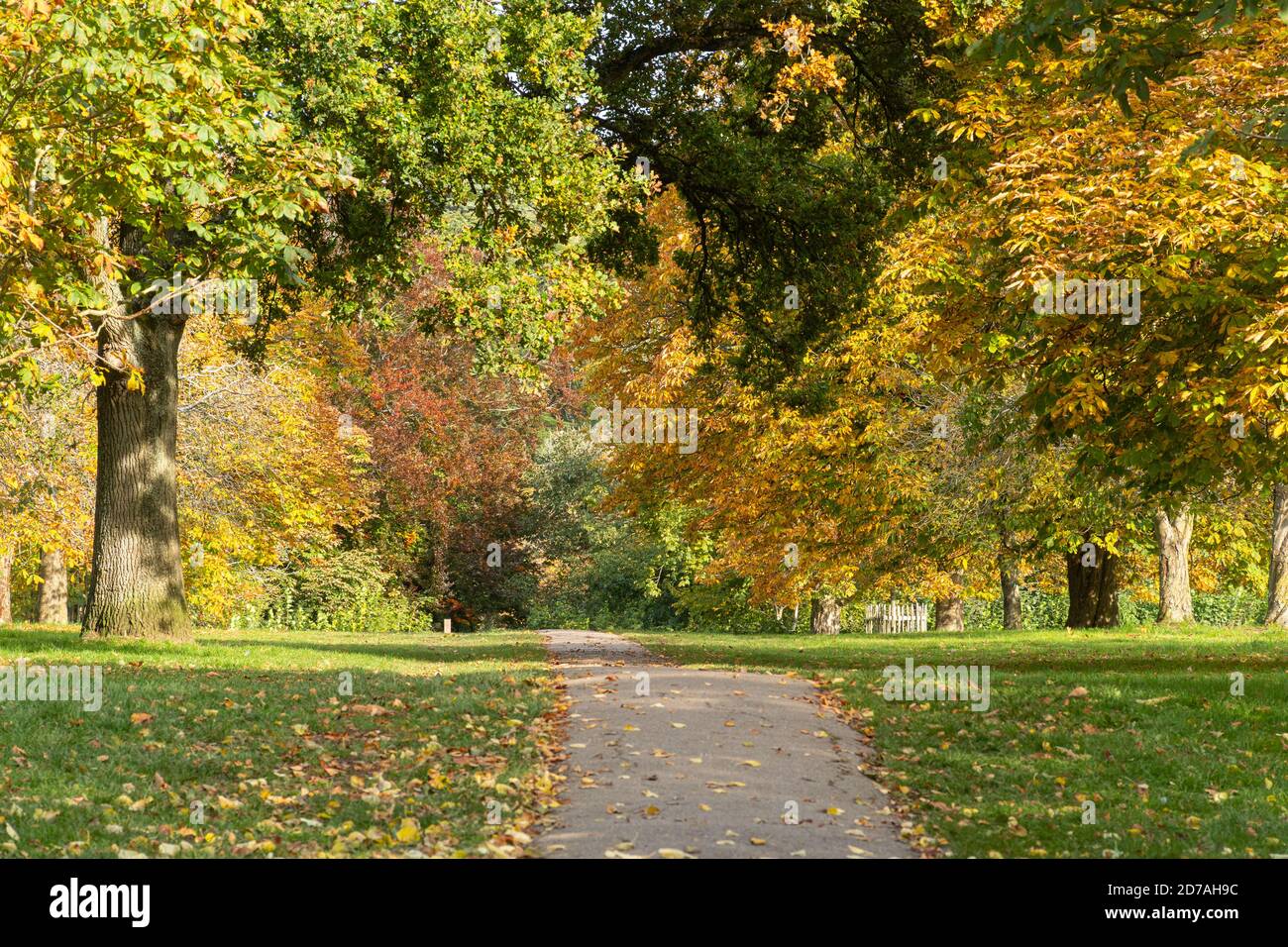 Blick auf den Farnham Park in Surrey, Großbritannien, im Herbst oktober Stockfoto
