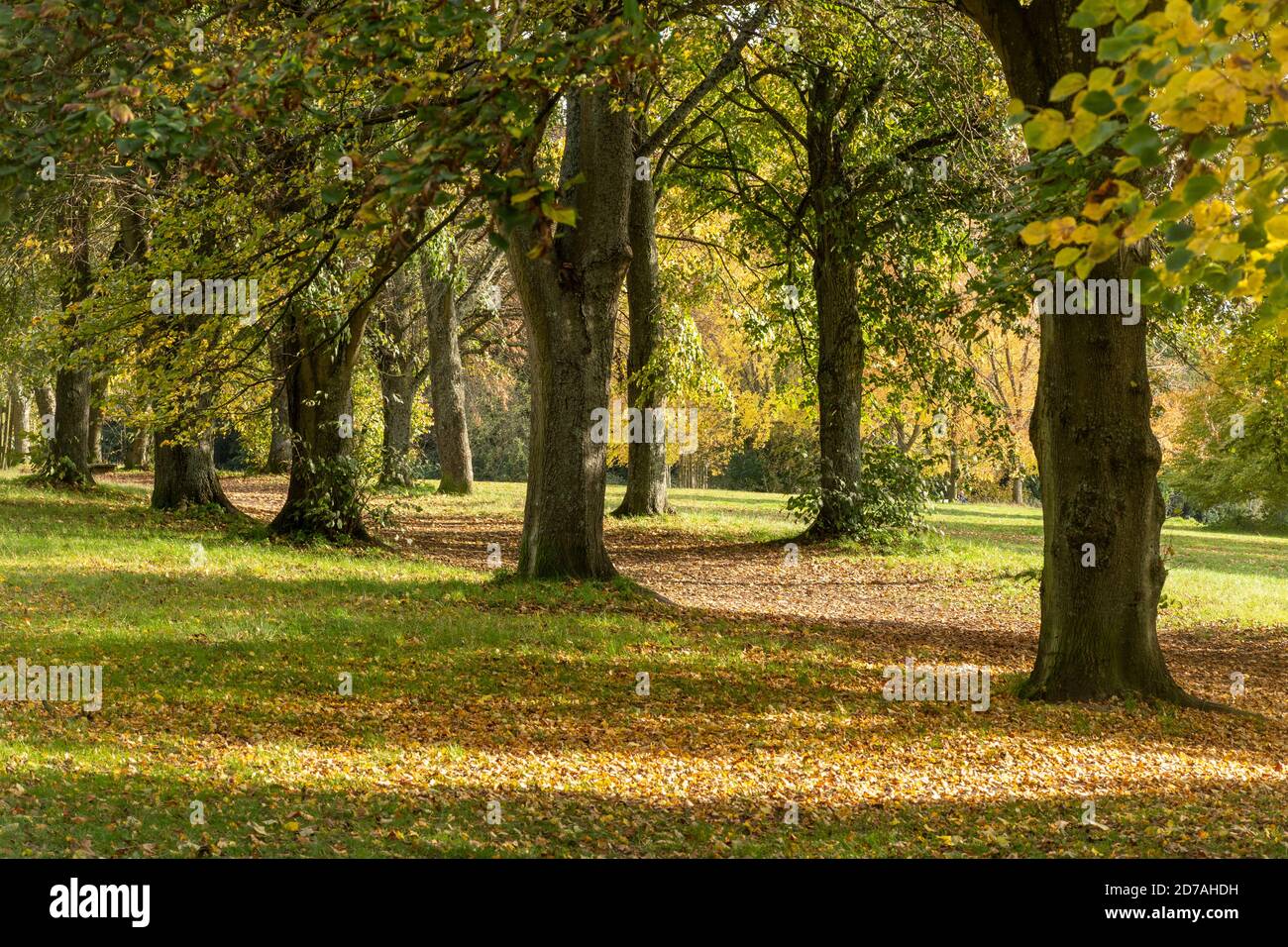 Blick auf den Farnham Park in Surrey, Großbritannien, im Herbst oktober Stockfoto