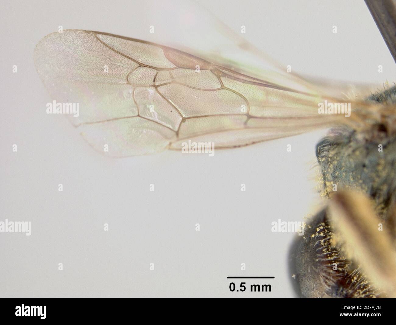 Pinned, Paita, Peru, Piura, Peru, Halictus paitensis Cockerell, 1926, Animalia, Arthropoda, Insecta, Hymenoptera, Halictidae, Halictinae Stockfoto